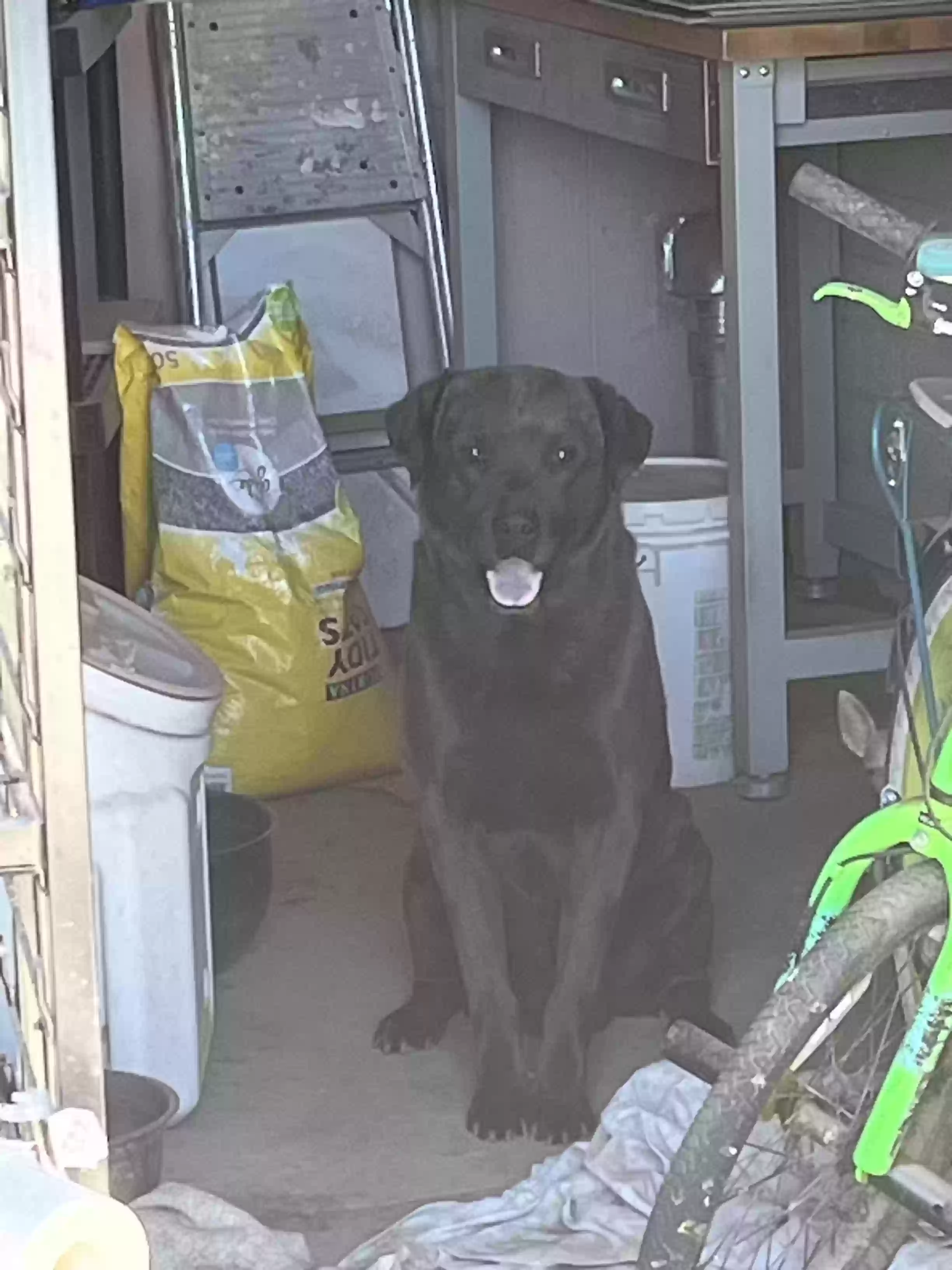 adoptable Dog in Glendale,AZ named Kumo